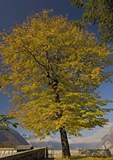 Images Dated 18th October 2005: Small-leaved lime tree, with autumn colour