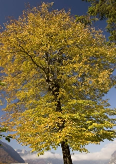 Images Dated 18th October 2005: Small-leaved lime tree, with autumn colour
