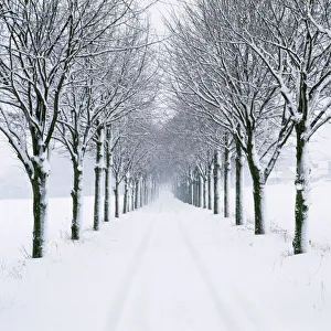 Road Collection: Small-leaved Lime Trees - in snow, winter