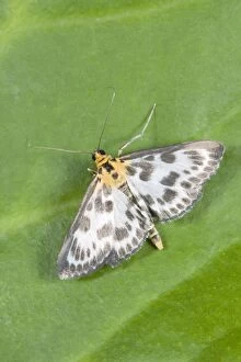 Images Dated 13th July 2006: Small Magpie Moth
