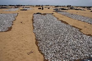 small marine fish ('sardines') laid out to dry in the sun