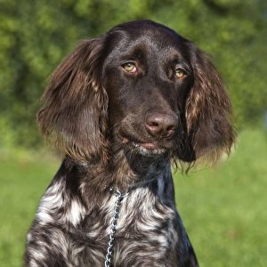 Collar Collection: Small Munsterlander