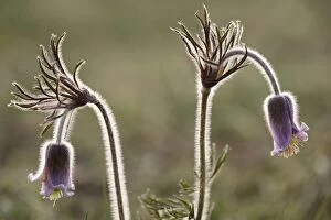 Images Dated 17th May 2006: Small Pasque flower - evening light