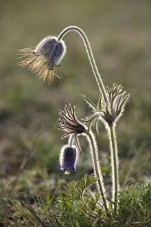 Images Dated 17th May 2006: Small Pasque flower (Pulsatilla pratensis), evening light. Sweden