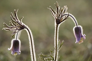 Images Dated 17th May 2006: Small Pasque flower (Pulsatilla pratensis), evening light. Sweden