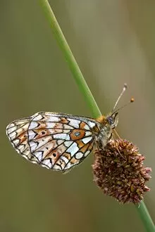Images Dated 21st June 2006: Small Pearl-bordered Fritillary - on soft rush