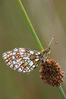 Images Dated 21st June 2006: Small Pearl-bordered Fritillary - on soft rush