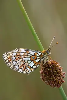 Invertebrate Prints: Small Pearl-bordered Fritillary - on soft rush - Cornwall - UK