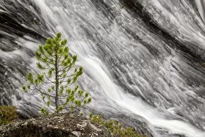 Images Dated 29th December 2021: Small pine tree and Gibbon Falls, Yellowstone National Park, Wyoming Date: 06-10-2021