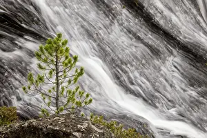 Falls Prints: Small pine tree and Gibbon Falls, Yellowstone National Park, Wyoming Date: 06-10-2021