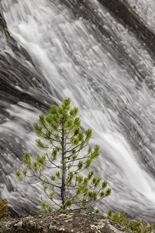 Small pine tree and Gibbon Falls, Yellowstone National Park, Wyoming Date: 06-10-2021