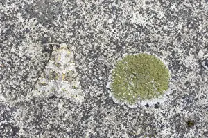 Look Alike Prints: Small Ranunculus - Red Data Book Species - Essex, UK IN000742