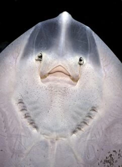 Fish Gallery: Small Ray, probably Spotted Ray, seen from below showing gills, mouth and nostrils. smiling face