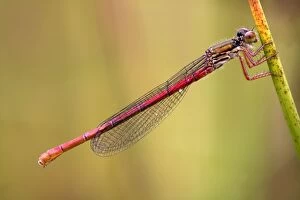 Images Dated 6th July 2008: Small Red Damselfly - female