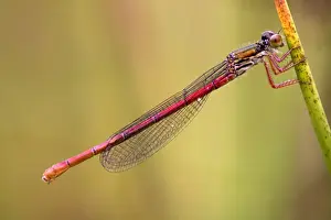 Damselflies Prints: Small Red Damselfly - female - Cornwall - UK