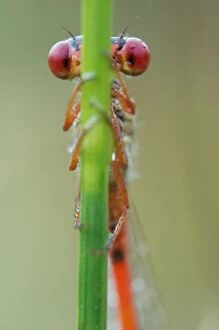 Images Dated 23rd August 2013: Small Red Damselfly male on a reed stem