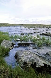 Images Dated 13th July 2009: A small river in arctic tundra, a typical landscape near Dikson, Russian Arctic