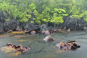 Habtiat Prints: Small river with heavy rainfall - Masoala National Park - Madagascar