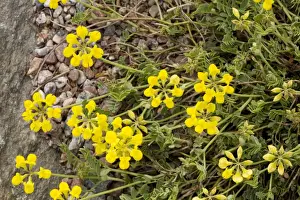 Vetch Prints: Small Scorpion vetch, Coronilla vaginalis. S. Europe