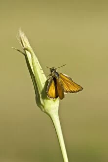Images Dated 24th June 2008: Small skipper - Top view with wings open