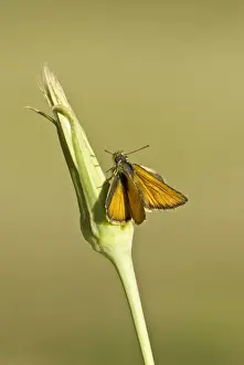 Small skipper Top view with wings open Aggtelek National Park Hungary