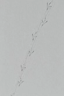 Small Songbird tracks in snow March in Connecticut bird