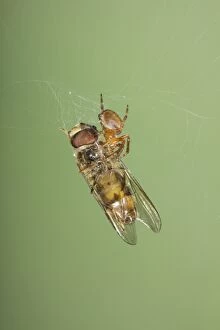 Small Spider with Marmalade Hoverfly caught in web