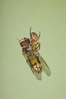 Hoverflies Prints: Small Spider with Marmalade Hoverfly caught in web Essex, UK IN000848