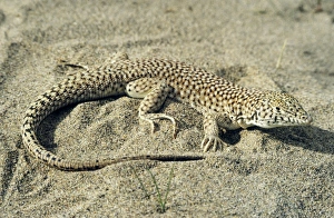 Small-spotted Lizard - in sand dunes of Central Karakum desert Small-spotted Lizard - in sand dunes of Central Karakum desert