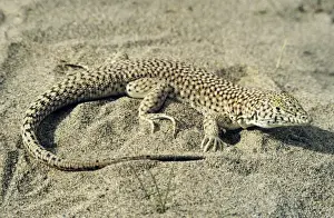 Kara Kum Prints: Small-spotted Lizard - in sand dunes of Central Karakum desert - Turkmenistan - former CIS - March Tm25
