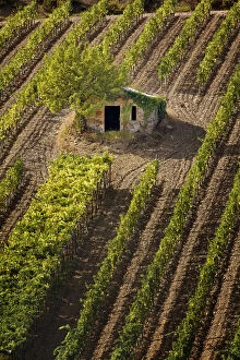 Small stone barn in vineyard, near Montalcino