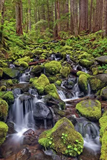 Images Dated 29th December 2021: Small stream cascading through moss covered rocks, Hoh Rainforest, Olympic National Park