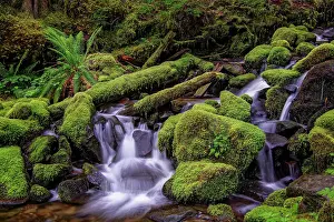 Small stream cascading through moss covered rocks, Hoh Rainforest, Olympic National Park, Washington State Date: 19-06-2013