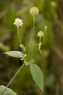 Teasel Collection: Small teasel (Dipsacus pilosus) in flower. Dorset