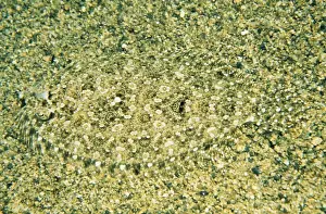 Flounders Prints: Small-toothed Flounder - southern Australia