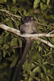 Images Dated 12th November 2011: Small-toothed Palm Civet
