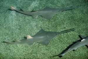 Fish Collection: Small-toothed Sawfish