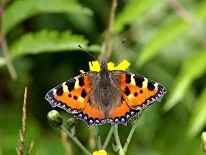 Images Dated 9th July 2012: Small Tortoiseshell Butterfly