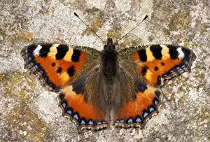Antennae Prints: Small Tortoiseshell Butterfly - asymmetrical wings - UK