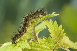 Small Tortoiseshell Butterfly Caterpillar on Nettle UK Art Prints