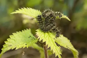 Nettle Prints: Small Tortoiseshell Butterfly caterpillars group feeding on nettle. UK