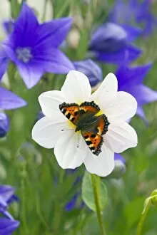 Small Tortoiseshell Butterfly - feeding on flower in garden