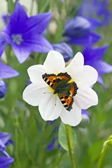 German Prints: Small Tortoiseshell Butterfly - feeding on flower in garden - Lower Saxony - Germany