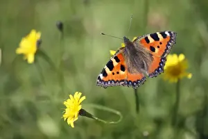 Tortoiseshell Prints: Small Tortoiseshell Butterfly - feeding on Hawkweed flower - Lower Saxony - Germany