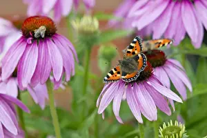 Small Tortoiseshell Butterfly - feeding on Rudbekia in garden - Lower Saxony - Germany