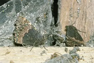 Hibernating Prints: Small Tortoiseshell Butterfly - hibernating