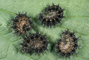 Images Dated 28th March 2008: Small Tortoiseshell Butterfly Larva - four curled up on leaf UK