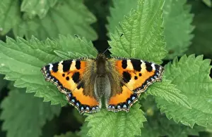 Hedgerows Prints: Small Tortoiseshell Butterfly - on Nettle