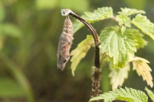 Images Dated 29th June 2009: Small Tortoiseshell Butterfly pupa