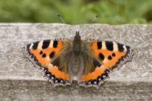 Images Dated 20th July 2010: Small Tortoiseshell Butterfly - at rest on fence - UK
